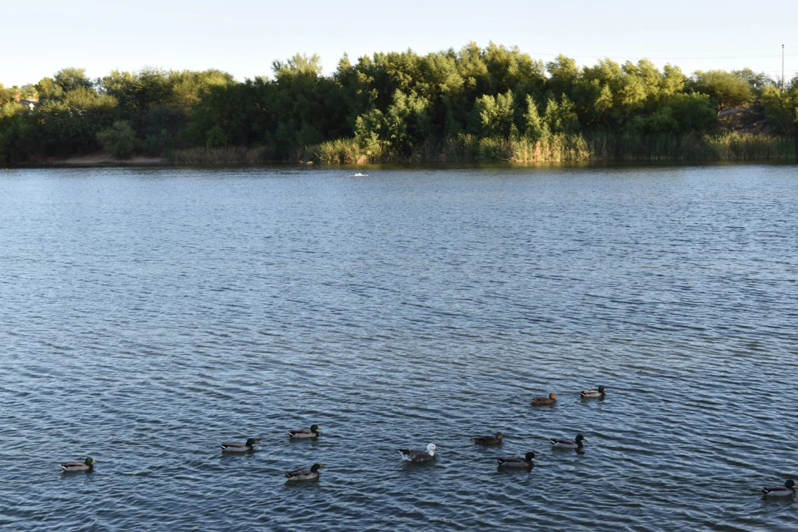 a group of ducks on a lake with some trees