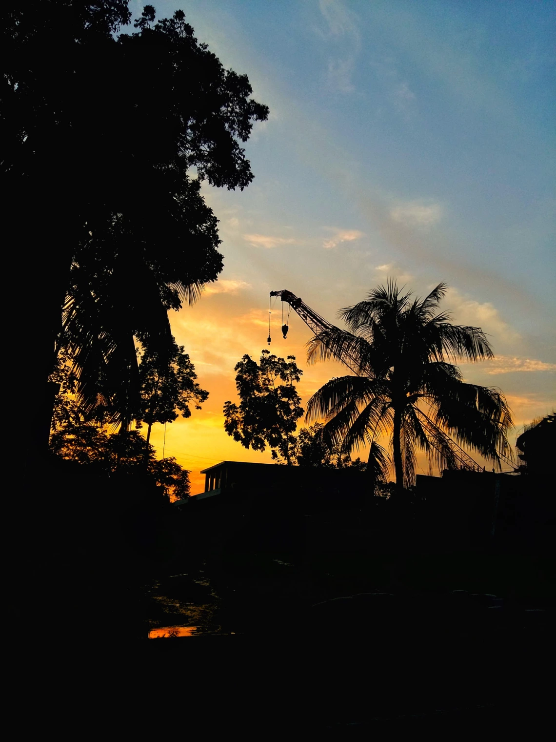 palm trees at sunset