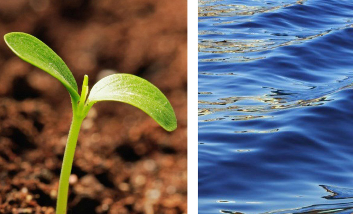 Image of a plant sprout beside an image of water