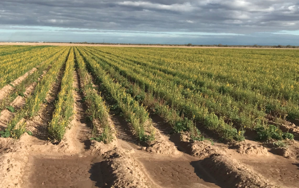 Image of planted field