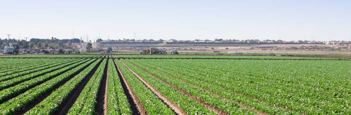 A field of lettuce