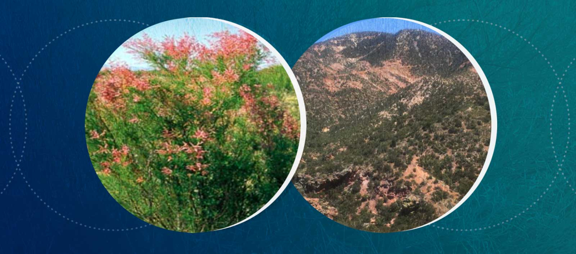 A graphic depicting the Patagonia Mountains and Tamarisk plant