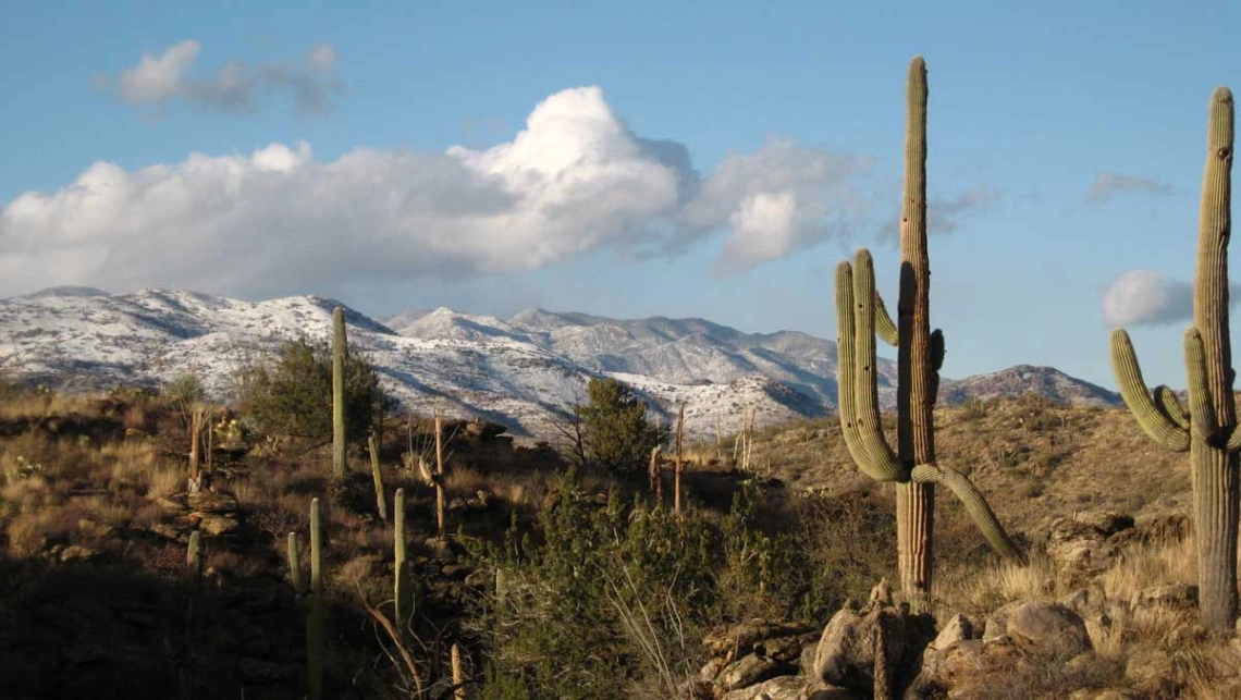 image of snow covered saguaro cactus