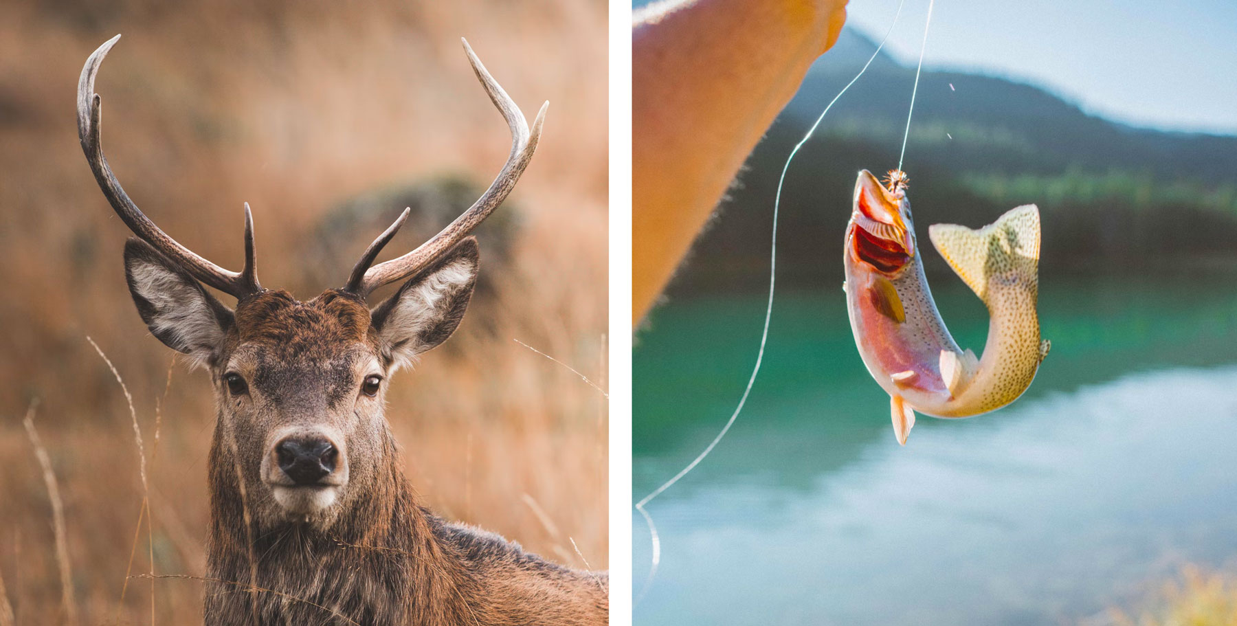 photos of a deer and a trout