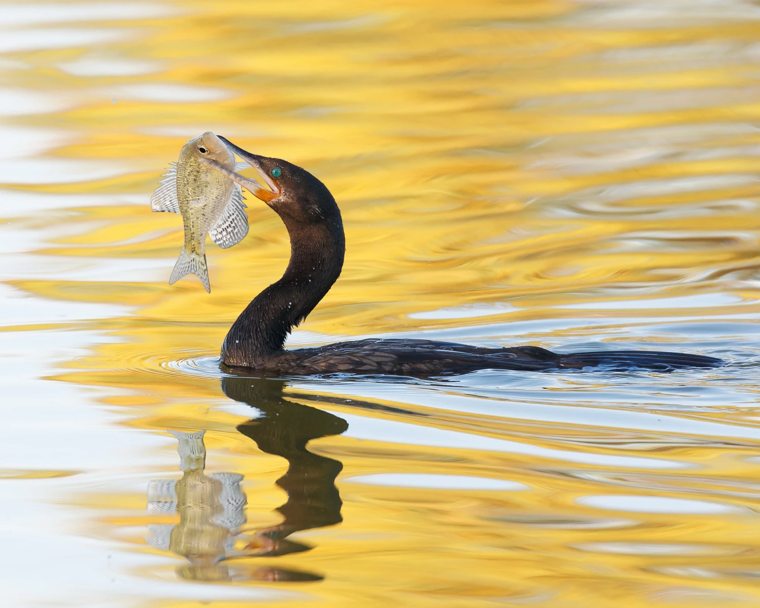 David Quanrud - Catch of the Day, Silverbell Lake, Tucson, AZ, 2010