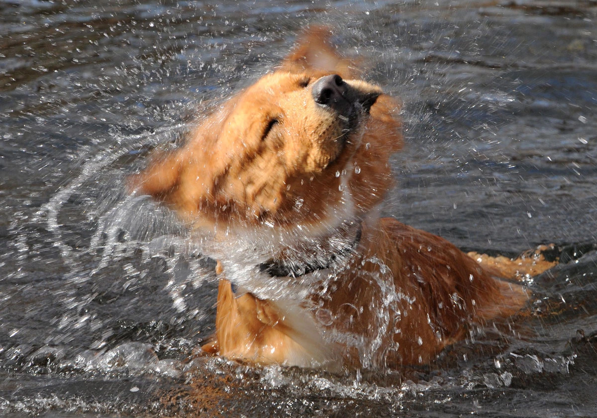 William Radke - Hank the Cowdog San Pedro River 2014