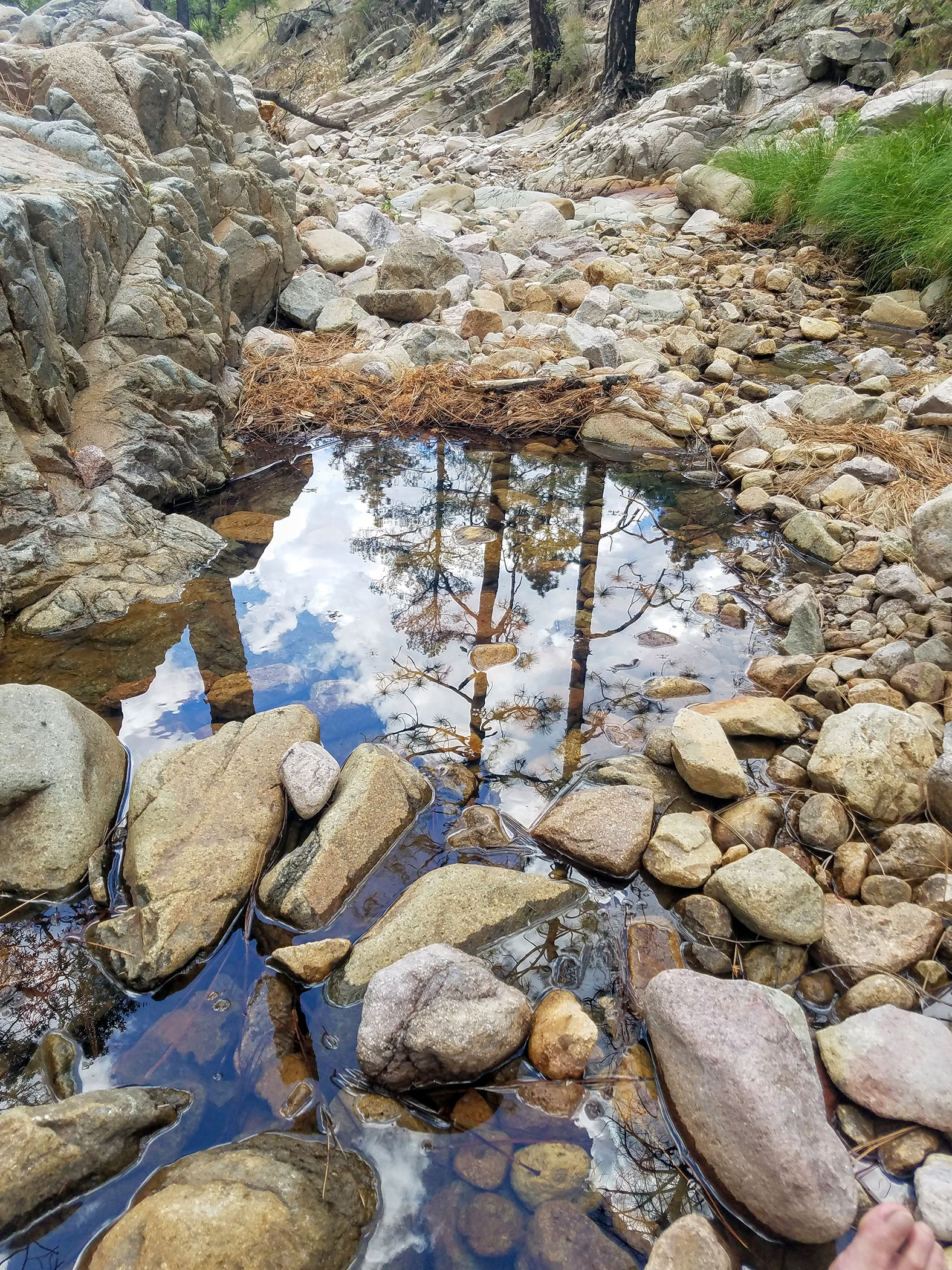 Mark Apel - Reflecting Pool - Turkey Creek, 2020