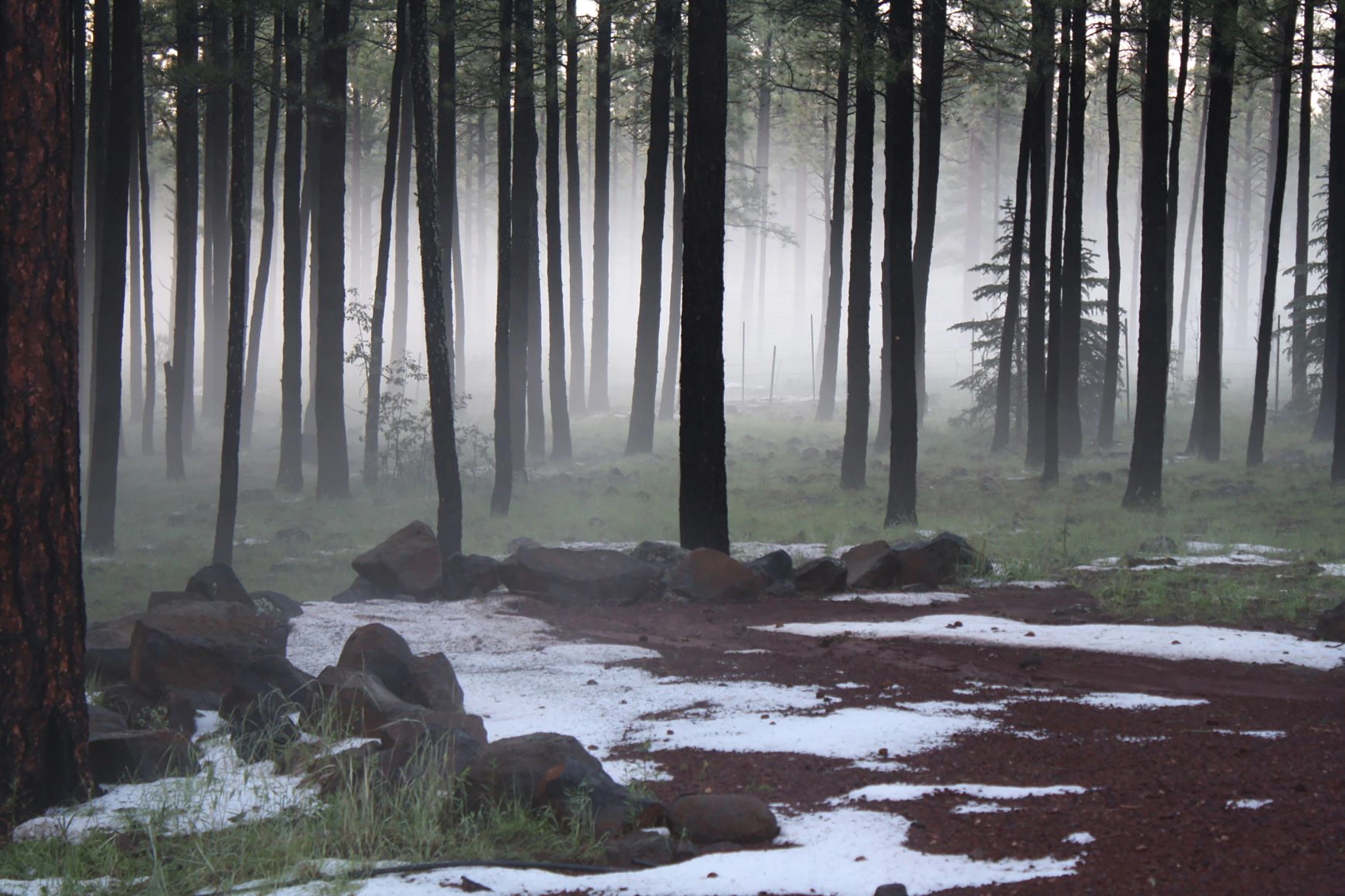 Annette-Coffey - Primeval Scene in AZ - Pinetop, 2013