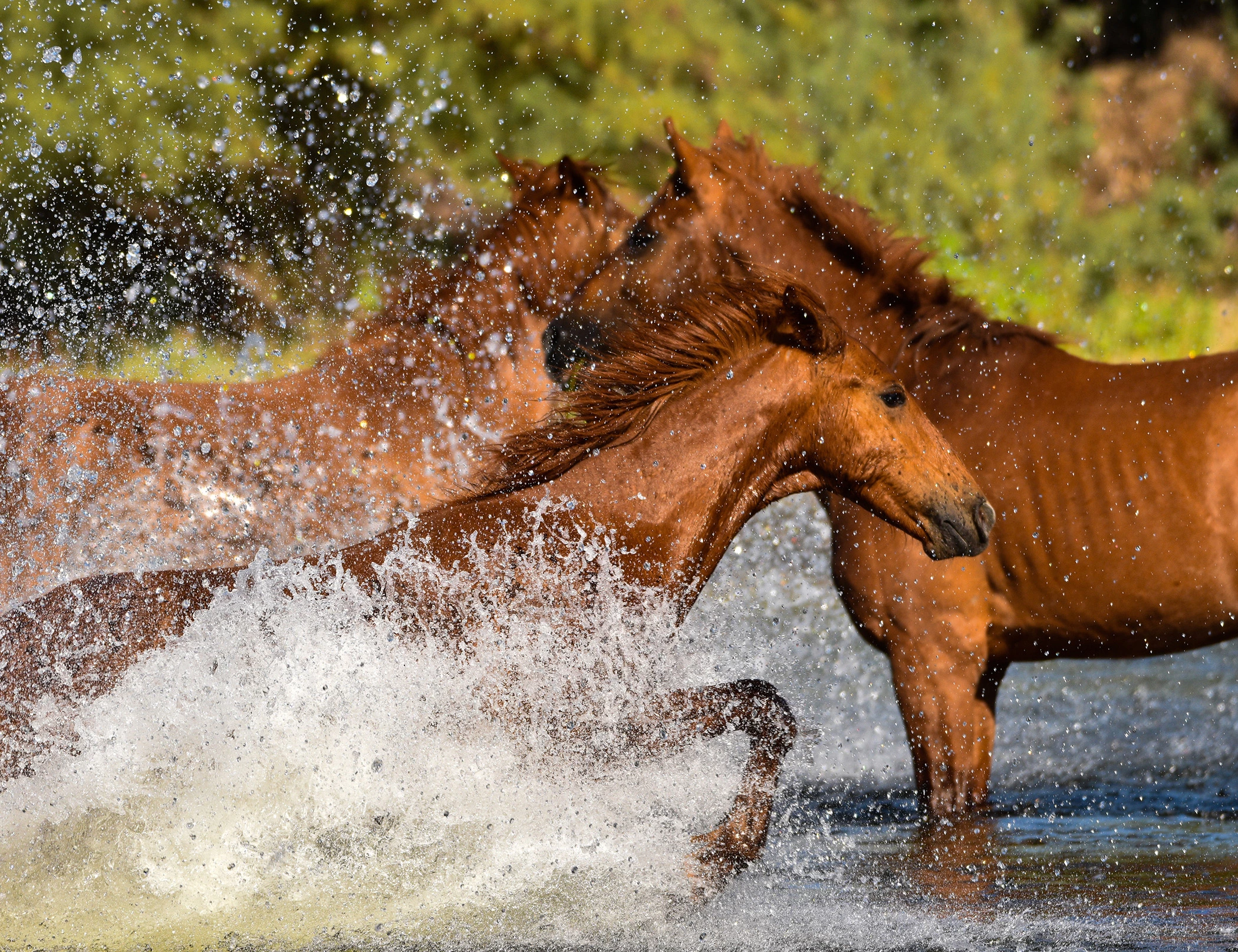 Lori Williams - A Mother's Love - Salt River, 2020