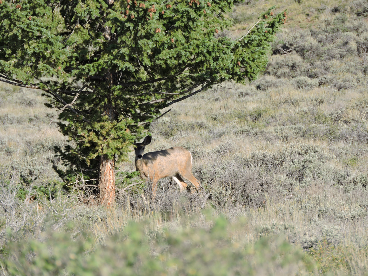 Photo showing a mule deer by a pine tree in a field