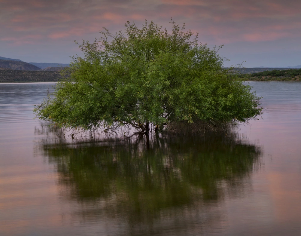 Dave Wilson - Mesquite In Roosevelt Lake; Roosevelt Lake, AZ; 2019 cropped