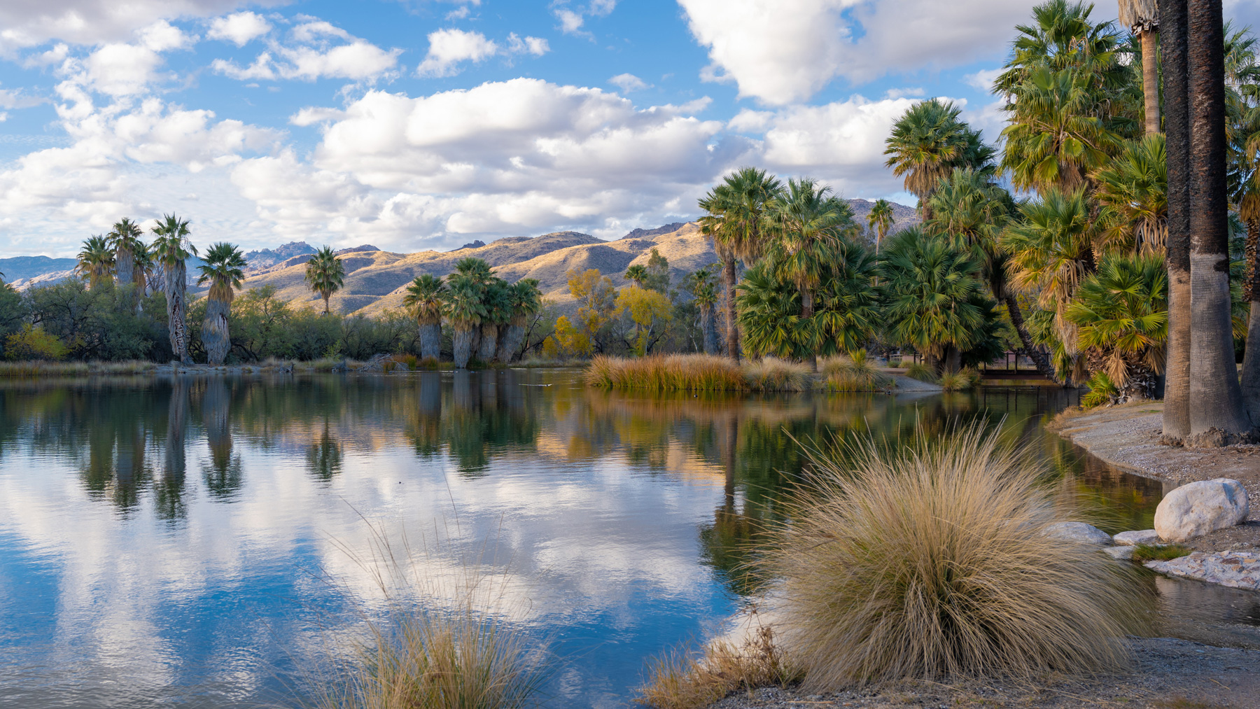 Eric Jewett - Quiet Reflections; Agua Caliente Park; Tucson, AZ; 2022