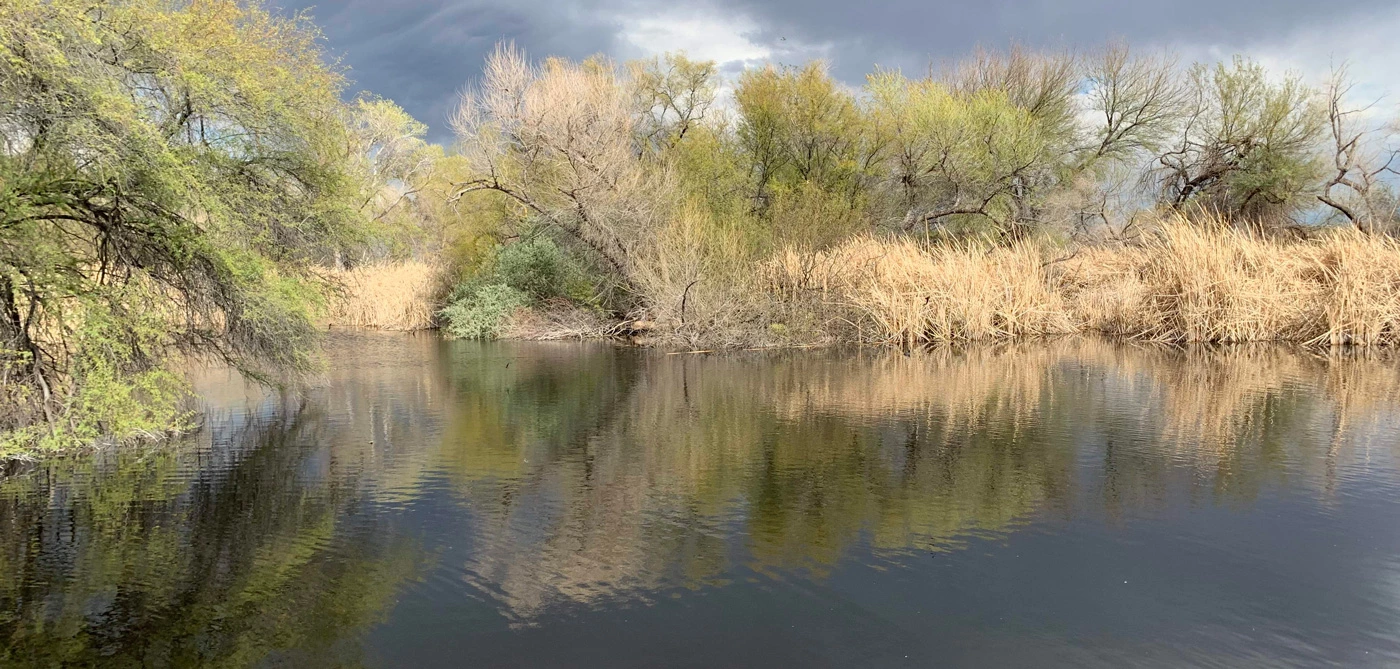 Sweetwater Wetlands. Photo: Sharon B. Megdal