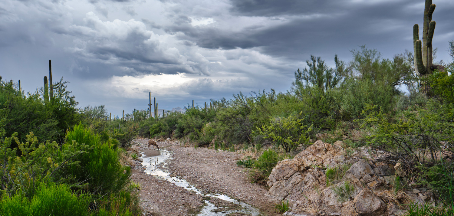 Robert Baker - Monsoon Relief in Greasewood Park; Tucson, AZ; 2019