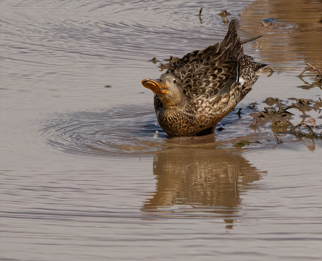 Kim Holmes – Shaking Her Booty, Whitewater Draw Wildlife Area, AZ, 2021