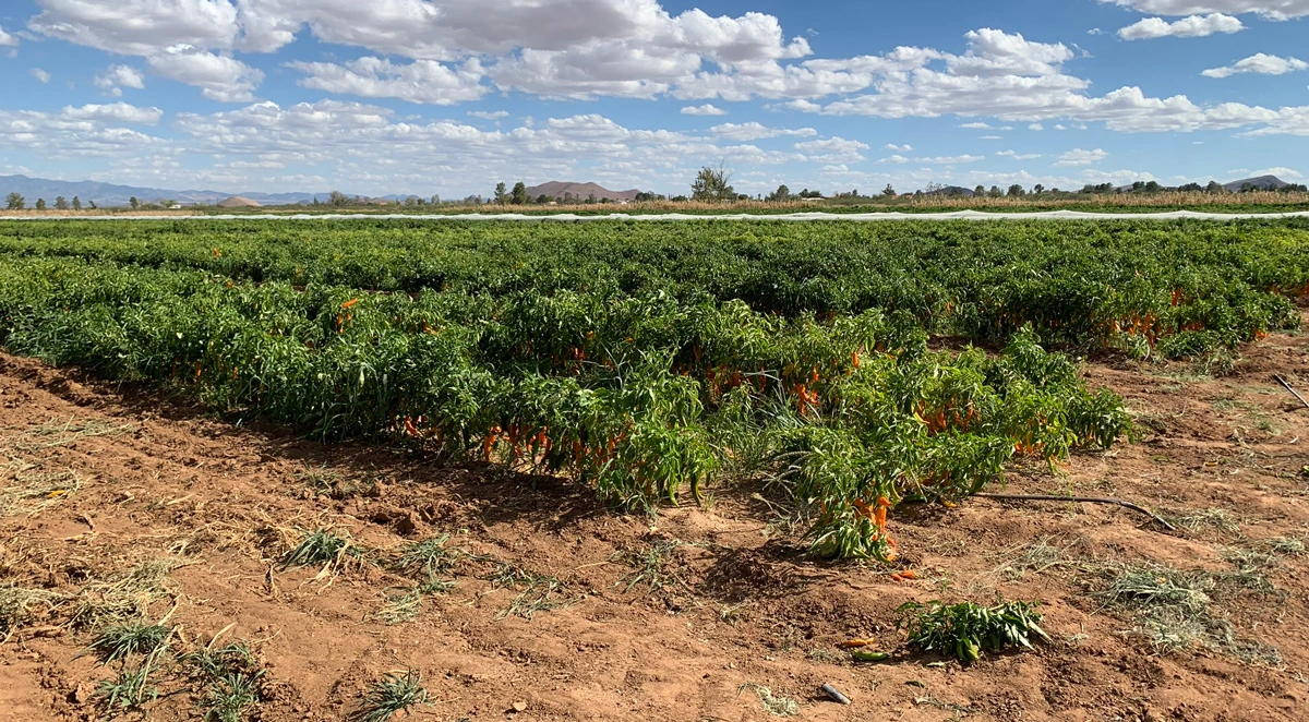 View of Curry Seed and Chile Co. in the Willcox Groundwater Basin.