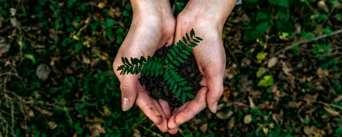 Cupped hands holding plant in dirt