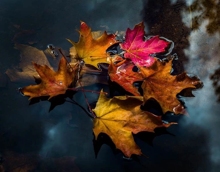 Fall leaves on water