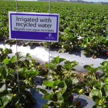 photo of field irrigated with recycled water