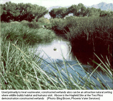 wetland image
