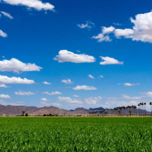 photo of a lettuce field in yuma. blue sky and clouds.